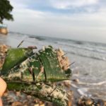 ควันหลงลอยกระทง ตะปูเกลื่อนชายหาด นักท่องเที่ยวเสี่ยงอันตราย