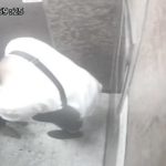 สาวขึ้นลิฟต์เจอหนุ่มอ้าง "แมงมุมติดผม" อาสาเอาออกให้ ก่อนดม-เลียผม (คลิป)