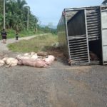 โค้งปราบเซียน! หนุ่มขับรถไม่คุ้นทางเสียหลักคว่ำ หมู 70 ตัว นอนตายเกลื่อนถนน