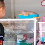 ขอให้รวย! แห่ส่องหลัง‘เจ้าขี้เหร่’แมวไร้ขนชอบนอนทับของขลัง เลขโผล่เด่นชัด