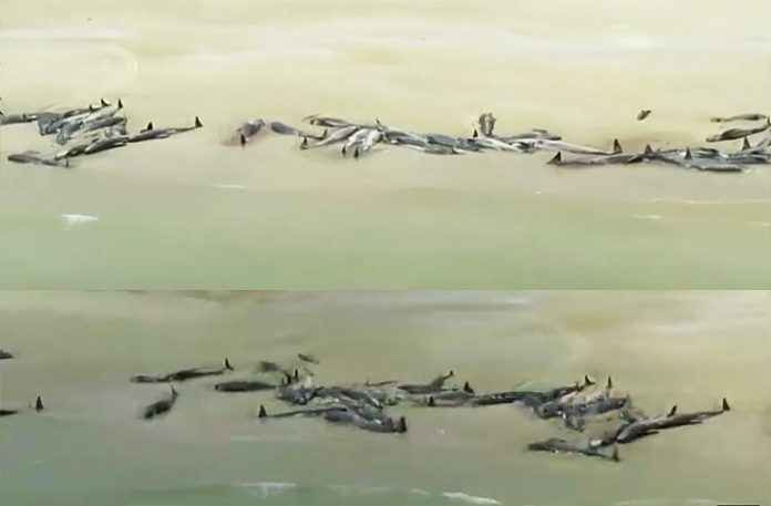 วาฬ145ตัวตายเกลื่อน