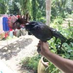 ลาก่อน! ไก่ชนขึ้นสังเวียนแพ้ เจ้าของจับถอนขน เตรียมทำอาหารกิน