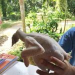 ลาก่อน! ไก่ชนขึ้นสังเวียนแพ้ เจ้าของจับถอนขน เตรียมทำอาหารกิน
