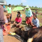 ที่เดียวในโลก! กระทิงป่าตาย ชาวบ้านแห่นำแป้งถูขอหวย พร้อมเผยเลขเด็ดที่ได้