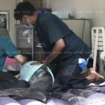 ภารกิจต้องรอด! กู้ชีวิตโลมาเจ็บ ว่ายมาเกยตื้นหาดในยาง-ภูเก็ตให้คนช่วย