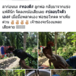 ลาก่อน! ไก่ชนขึ้นสังเวียนแพ้ เจ้าของจับถอนขน เตรียมทำอาหารกิน