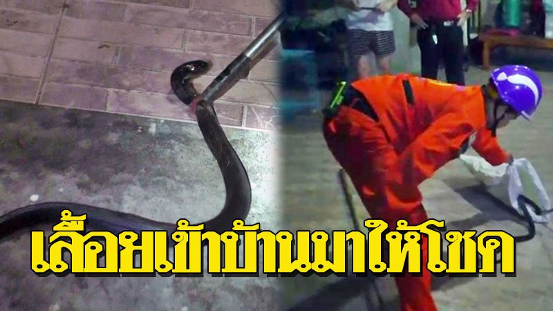 เลื้อยเข้าบ้านก่อนหวยออก งูเห่าบุกบ้านรองผอ. ชาวบ้านแห่ตี เลื้อยเข้าบ้านก่อนหวยออก งูเห่าบุกบ้านรองผอ. ชาวบ้านแห่ตี