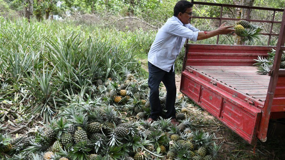 เกษตรกรปลูกสับปะรด