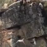 ล่าสัตว์สยอง สุนัขนับสิบกับกวางพลัดตกหน้าผา (คลิป)