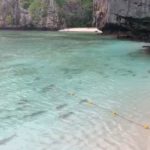 งดงาม! ฉลามกว่า 100 ตัว โผล่ริมอ่าวมาหยา เกาะพีพี หลังอุทยานฯปิดอ่าว (คลิป)