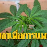 บทบรรณาธิการ : สิทธิบัตรกัญชา