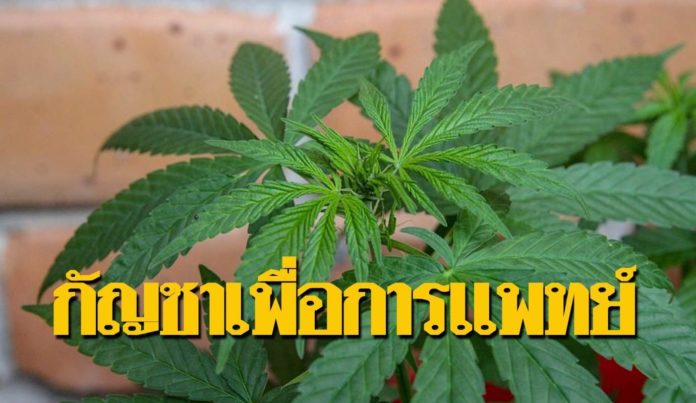 สิทธิบัตรกัญชา