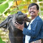 ผกก.คันนายาว โต้อัยการดัง ยันทำคดี ควายยิ้ม ถูกต้องตามขั้นตอนกม.