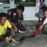 3 หนูน้อยวงแตก งูเหลือม 4 เมตร เลื้อยบนกำแพง เจ้าของบ้านถึงกับเรียกพ่อใหญ่