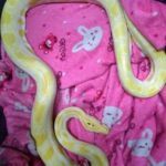 กู้ภัยยังตะลึง! รับแจ้งช่วยจับงู กลับไปเจอ งูเหลือมเผือก สีเหลืองอร่าม