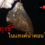 ชาวคอนโดสุดผวา พบถุงบรรจุอุจจาระ ในแทงค์น้ำ 400 ห้อง ไม่กล้าใช้น้ำ!