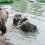 สยองกลางสวนสัตว์ดัตช์! ฝูงหมี “ขย้ำกิน” หมาป่า “ทั้งเป็น” (มีคลิป)