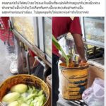 เบื้องหลังความอร่อย เห็นแล้วแทบช็อก พ่อค้าแช่มะม่วงในกระป๋องสุดสกปรก!