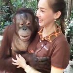 นวดลูกนวด! ลิงรู้งาน จับหน้าอกสาวสวย แถมฉีกยิ้มกว้าง คอมเมนต์สนั่น "อิจฉาลิง" (คลิป)