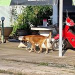 แค่โดนหมาเห่า ชัก 9 มม. จ่อยิง 3 นัด ตายคาที่ อีกตัวโดนยิงเจ็บ วิ่งหนีสุดทรมาน