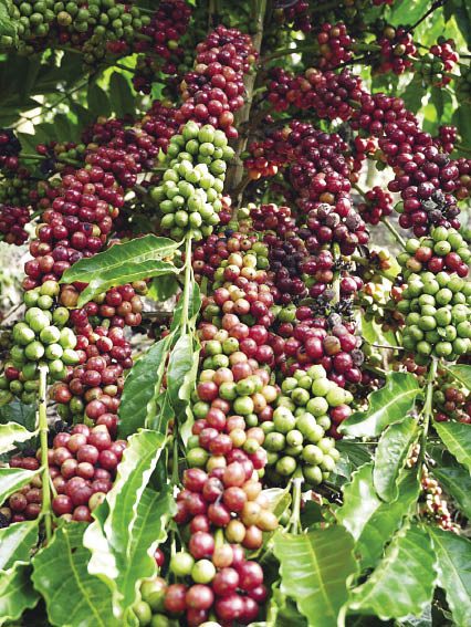 ข่าวสดเยาวชน : ต้นกล้าพันธุ์กาแฟ เกษตรกรรุ่นเยาว์