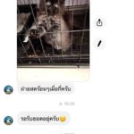 สาวกรมบังคับคดีกรี๊ด! แจ้งจับเพจ ลวงขายลูกแมว เปอร์เซีย หลอกโอนเงินเชิดหนี