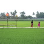 ทุ่งนาบ้านฆ้องน้อย เสน่ห์นวัตวิถีชุมชน : หลากหลาย