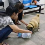 โถน้อง! เจ้าปั๊ก หนีเที่ยวกลับบ้านไม่ถูก นอนกรนหมดแรง รอเจ้านายมารับ