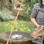 บารมีครูบาน้อยฯ! แห่ตีเลขเด็ด ทะเบียนรถ หลังเศษไม้ยืนต้นตายล้มใส่