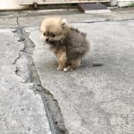 ที่สุดในรุ่น! หมาน้อย นักขี้ในตำนาน ฉายานี้ ไม่ได้เพราะโชคช่วย