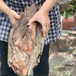 บารมีครูบาน้อยฯ! แห่ตีเลขเด็ด ทะเบียนรถ หลังเศษไม้ยืนต้นตายล้มใส่
