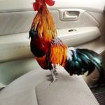เซียนไก่ สุดเศร้า! ถูกขโมย "สายัณห์"ค่าตัวสูง ระดับตัวแทนชิงแชมป์ภาคใต้เสียด้วย