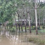 สุราษฎร์อ่วม! น้ำท่วม 7 อำเภอ หลังฝนถล่มหนัก เดือดร้อนกว่า 3 พันครัวเรือน