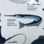 นักวิชาการชี้ ปลาเต็กเล้ง แทงคอทหารโดดได้สูงถึง 1 เมตร คาดตกใจจึงพุ่งเข้าหา