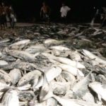 ไม่ใช่สัญญาณเตือนจากธรรมชาติ! ฝูงปลาโผล่หาดในหาน-ภูเก็ต ทำคนเห็นตะลึง