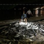 ภูเก็ตคึกคัก ประมงพื้นบ้าน จับปลาหางแข็ง หลายพันตัว ขายถูกๆบนหาด (คลิป)