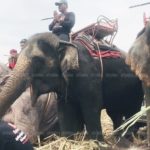 ลุยป่าอ้อยแล้ว! ช้าง 4 เชือกช่วยค้นหาเด็ก 2 ขวบหายตัวลึกลับวันที่ 7 (คลิป)