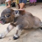 แห่ให้กำลังใจ น้องควาย ไร้หาง ไม่มีรูทวาร ชาวบ้านวอนปศุสัตว์เข้าช่วยเหลือ