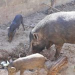 เจ้าของเสียใจ! หมูป่าที่เลี้ยง ตายในคอก ผวาโดนควักลูกตา-ไส้ ทุกตัว