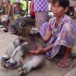 แห่ให้กำลังใจ น้องควาย ไร้หาง ไม่มีรูทวาร ชาวบ้านวอนปศุสัตว์เข้าช่วยเหลือ