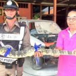 ตัวเงินตัวทอง วิ่งพล่าน โดน กู้ภัย-ตร. ไล่จับ หนีมุดเข้าบ้าน ซุกโต๊ะบัญชี เชื่อนำโชค