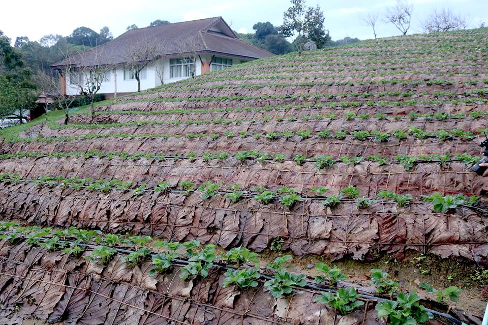 เยือนถึงถิ่น-ชวนช้อป 10 ซูเปอร์ฟู้ดโครงการหลวง