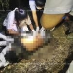 อุกอาจ! คนร้ายลงมือเหี้ยม กระหน่ำแทง 9 แผล หนุ่มดับอนาถข้างไร่ข้าวโพด