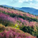 แห่สัมผัสหนาวรับปีใหม่ อุทยานฯเผยตัวเลข นักท่องเที่ยว ช่วงหยุดยาวเกือบล้านคน 