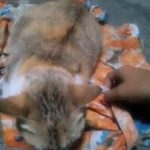 เจ้าของกรีดท้องแมว ควักลูกออก ผ่าเสร็จใช้เข็มเย็บผ้าเย็บแผล แม่แมวนอนซม ตายคาตะกร้า