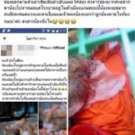 เจ้าของกรีดท้องแมว ควักลูกออก ผ่าเสร็จใช้เข็มเย็บผ้าเย็บแผล แม่แมวนอนซม ตายคาตะกร้า