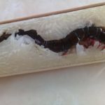สุดสยอง! สาวซื้อข้าวหลาม ฉีกกระบอกออกดูถึงช็อก-อ้วกแทบพุ่ง!