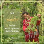 มูลนิธิพัฒนาภาคเหนือ แฉหาก ร่างพรบ.อุทยานฯ บังคับใช้ เข้าป่าเก็บเห็ด-หน่อไม้ โดนปรับ 5 แสน คุก 5 ปี 