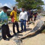 ตะลึง! วาฬโอมูระ พันธ์ุหายากในโลก เกยตื้นตายหาดสงขลา สังเวยปาบึก