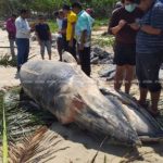 ตะลึง! วาฬโอมูระ พันธ์ุหายากในโลก เกยตื้นตายหาดสงขลา สังเวยปาบึก